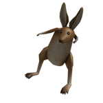 #TEAM KANGAROO FOREVER!