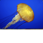 Jellyblox