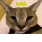 f l o p a kings