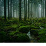 NATURES CODE
