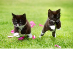 AM CAT IM PURRRFECT FOR CATS