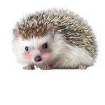 Le Hedgehog gang