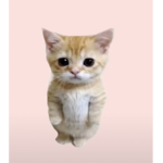 골목고양이