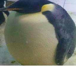 Penguin Hangout