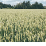 Wheat’s club