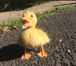F0R3V3RDUCKIES