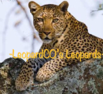 -LeopardCO’s Leopards-