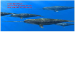 New narwhales