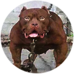 Bad