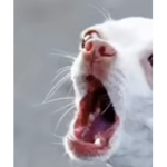 -Puppers-