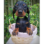 Join if you have a dog!!