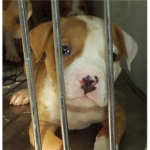 Pet Soportion Program