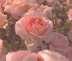For all :>