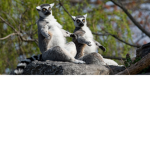 Little Lemur group
