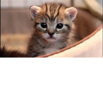 KITTY SQUAD FOREVER!!!!!!