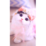 ~Cats Friends~