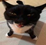 My noob friend that wants robux