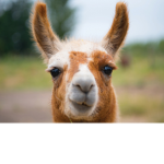 My alpacas
