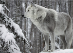 The wolfs:Vampire killers