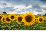 Sunflower sqaud!!!