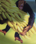 Monkey man eats banana