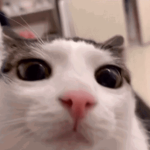 Empire Cats Productions
