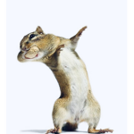ALL HAIL THE SQUIRRELS