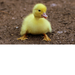 DucklingsR