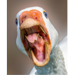 Honkers United
