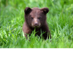 Bubblegum Bears