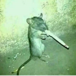 Smokey Rat