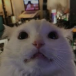 meow cat