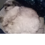 Dog studois