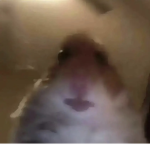 Hamster_Cult_Is_The_Best
