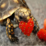 Turtles_arec00l