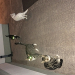 THE CAT ARMY [: