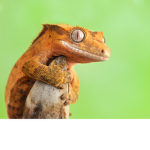Gecko Time
