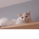 Chat framboise