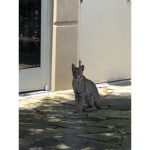 the cats of mow