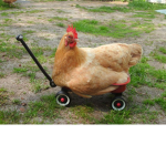 Lives Of Chikens