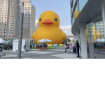 | the duck union