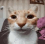 ThePopCatTeam