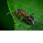 Ant supporters for all ants