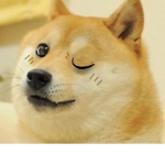 Yooo fellow DOGES!