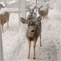 snow