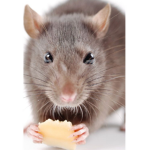 Kingdom of the Rats.