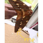 King of the Moths