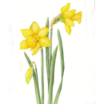 Daffodil Playz