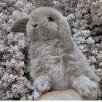 Aesthetic bunnys!!!