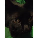 The cat roblox group